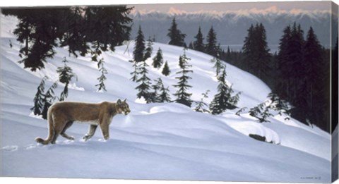 Framed Cougar In Snow Print
