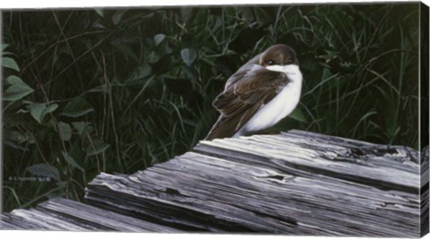 Framed Tree Swallow Print