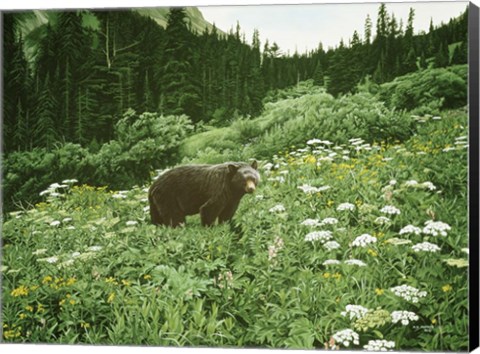 Framed Old Man Of The Mountain- Black Bear Print