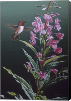 Framed Fireweed Print