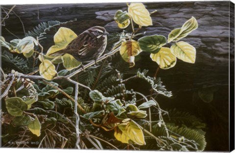 Framed Song Sparrow On Salal Print