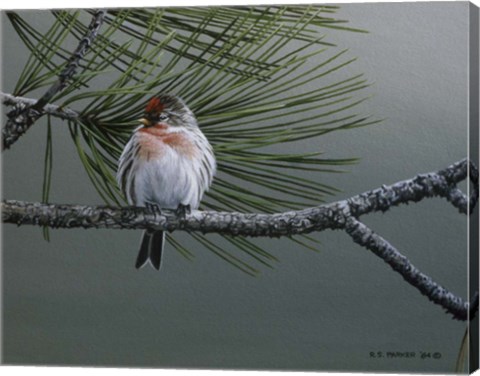 Framed Red Poll Print