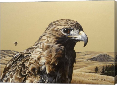 Framed Red Tailed Hawk 2 Print