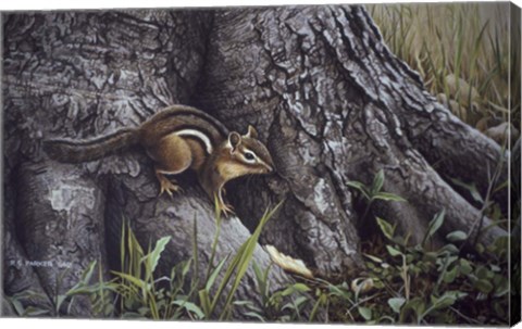 Framed Wary Glance Print