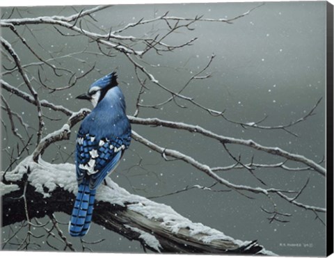 Framed Winter Jay Print