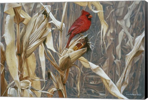 Framed Autumn Cornfield - Cardinal Print
