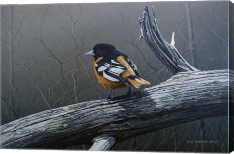Framed Redstart Print