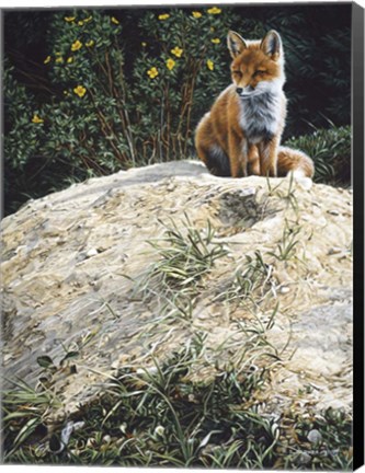 Framed Fox Pup At Den Entrance Print