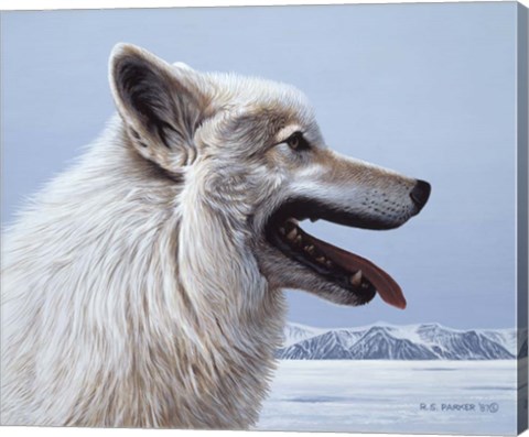 Framed Arctic Wolf Portrait Print