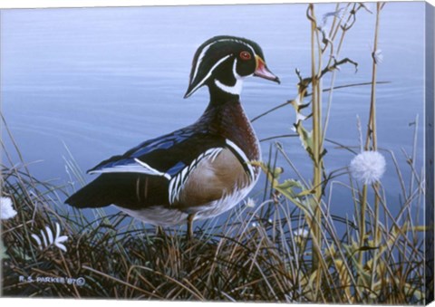 Framed Duck At Waters Edge Print