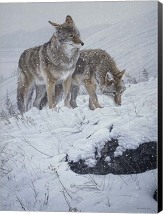 Framed Winter Storm- Coyotes Print