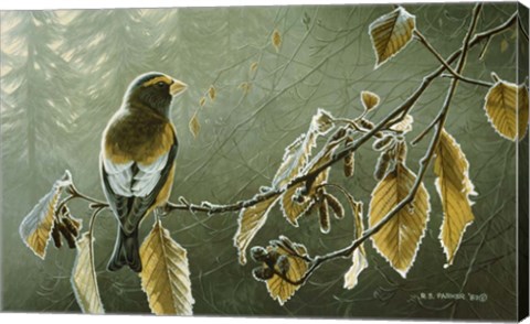 Framed Frosty Alder Print