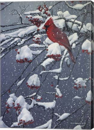 Framed Mountain Ash Print