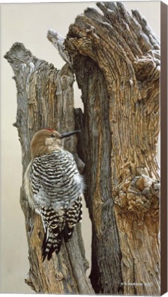 Framed Gila Woodpecker Print