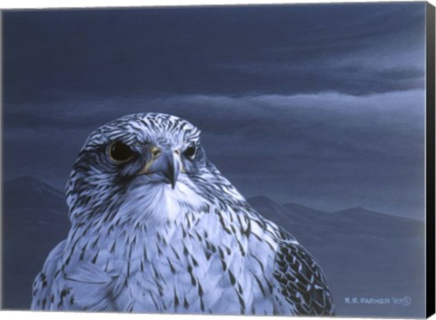 Framed Gyr Falcon Portrait Print