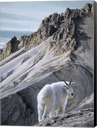 Framed Ramparts- Mountain Goats Print