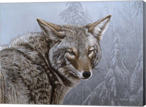 Framed Coyote Portrait Print