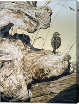 Framed Driftwood Print