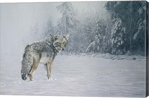 Framed Coyote In Snow Print