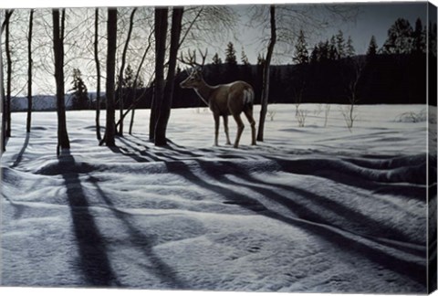 Framed Afternoon Shadows- Mule Deer Print