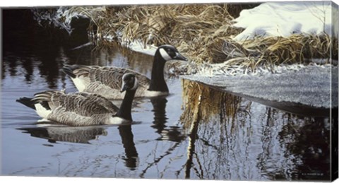 Framed Spring Arrivals- Canada Geese Print