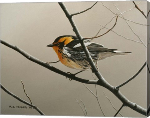 Framed Nashville Warbler Print