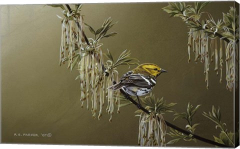 Framed Black Throated Green Warbler Print
