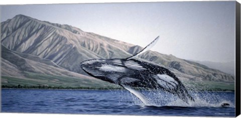 Framed Breeching Humpbacks - Maui Print