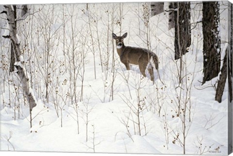 Framed Deep Snow- Whitetail Print