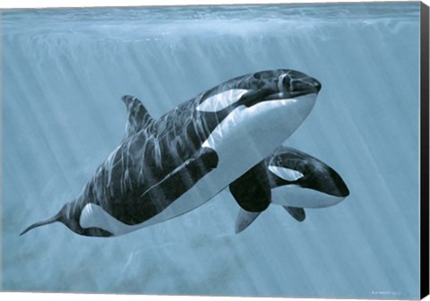 Framed Mother And Son- Orcas Print