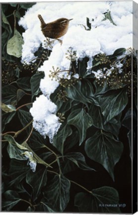 Framed Winter Wren On Ivy Print