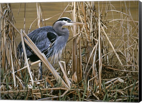 Framed Early Spring - Great Blue Heron Print