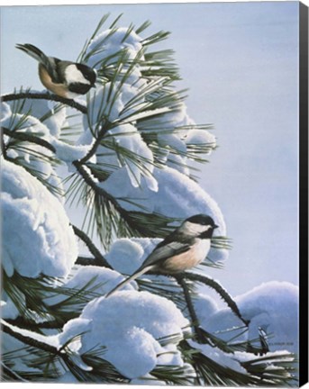 Framed Snow On The Pine - Chickadees Print