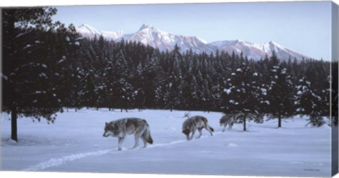 Framed Evening Glow- Wolf Pack Print