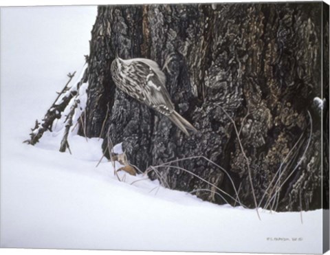 Framed Brown Creeper Print