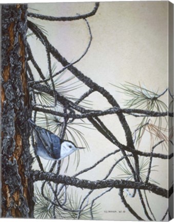 Framed White Breasted Nuthatch Print