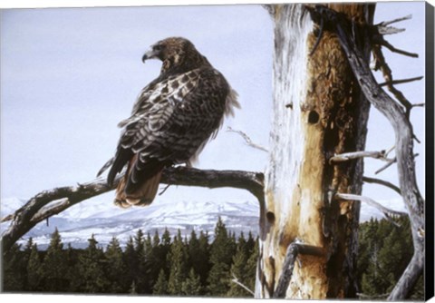 Framed Red Tailed Hawk Print