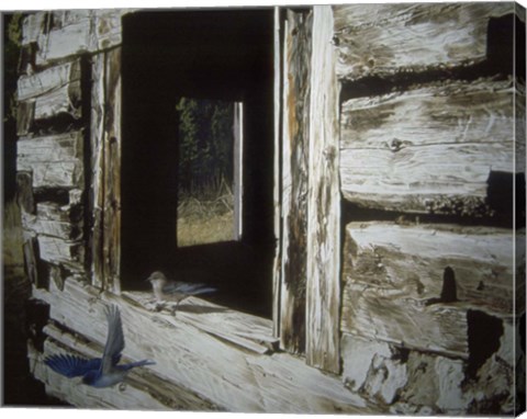 Framed Bluebirds Print