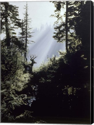 Framed Edge Of The Forest Print