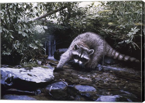 Framed Searching The Stream- Racoon Print