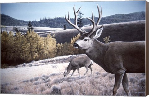 Framed Mule Deer In Aspen Print