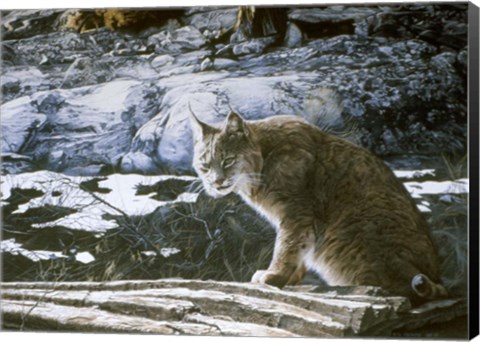 Framed Bobcat Print