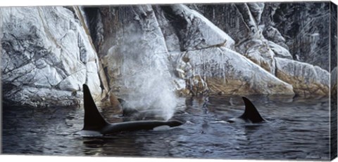 Framed Deep Water- Orcas Print