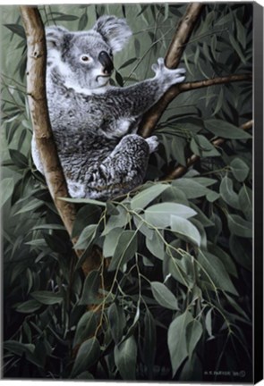 Framed Eucalyptus Climber Print