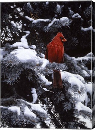 Framed Cardinal In Blue Spruce Print