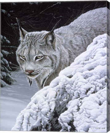 Framed Behind The Hemlock - Lynx Print