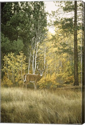 Framed Autumn Aspen - White Tailed Deer Print