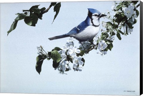 Framed Apple Blossoms And Bluejay Print