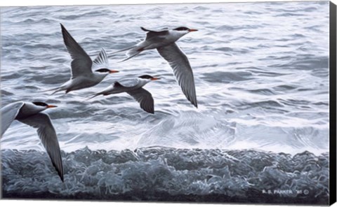 Framed Above The Waves - Common Terns Print