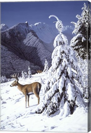 Framed Whitetail Deer Print